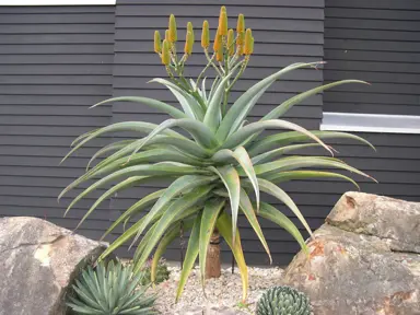 aloe-thraskii-