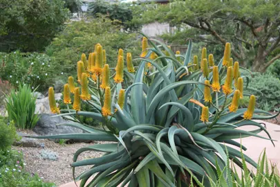 aloe-thraskii-1