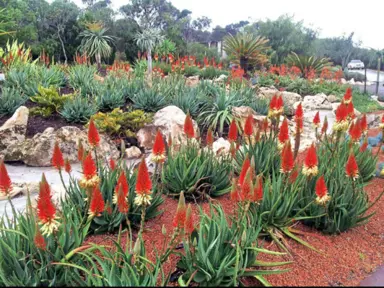 Aloe 'Venus' plants with red flowers.