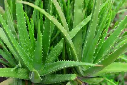 aloe-vera-