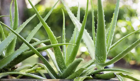 aloe-vera-1