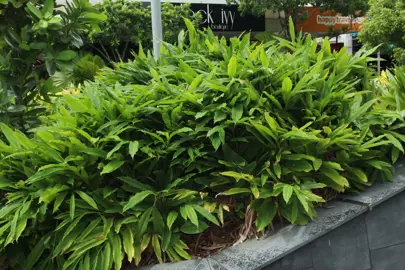 Alpinia nutans plants in a garden entry.