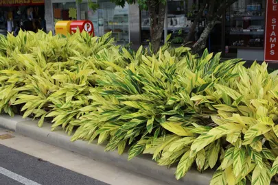 alpinia-zerumbet-variegata--1