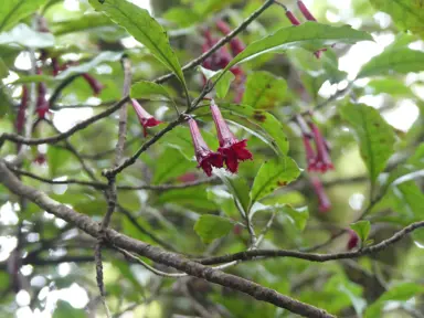 Alseuosmia macrophylla tree with pretty, dark red flowers.