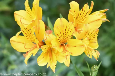 Collection of Alstroemeria aurea yellow flowers.