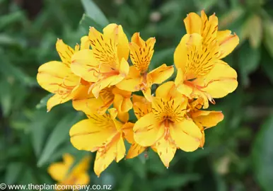 Stunning Alstroemeria aurea yellow flowers.