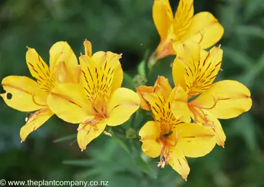 Alstroemeria aurea yellow flowers.