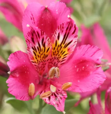 Alstroemeria 'Deep Rose' pink flower.