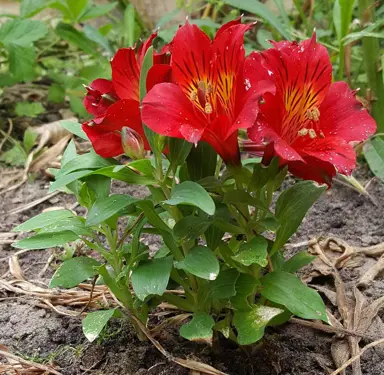 Alstroemeria 'Dwarf Red' plant with red flowers.