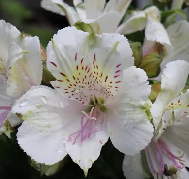 Alstroemeria 'Inca Concordia' plant with colourful, white flowers.