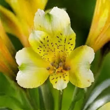 Alstroemeria 'Inca Desert' yellow flower.