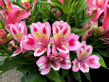 Alstroemeria Inca Flamingo plant with masses of pink flowers.