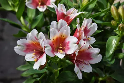 Alstroemeria 'Inca Lucky' plant with white and red flowers.