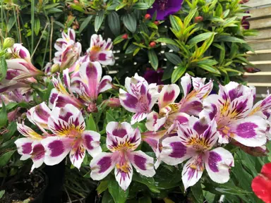 alstroemeria-inca-magic-