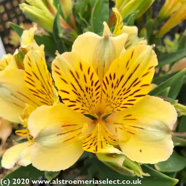 alstroemeria-inca-rio--1