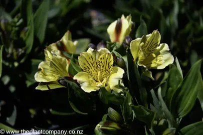 alstroemeria-inca-rio--2