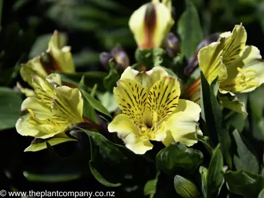 alstroemeria-inca-rio--3