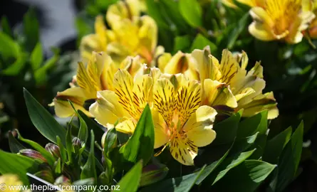 alstroemeria-inca-rio--4