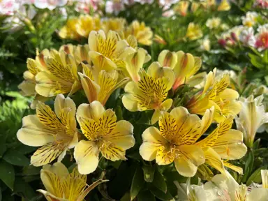 alstroemeria-inca-rio-