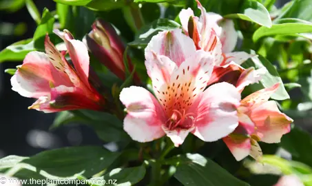 Alstroemeria Inca Sweety flowers.