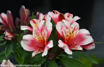 Red, white, and yellow Alstroemeria Inca Sweety flowers.