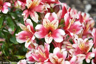 A large cluster of Alstroemeria Inca Sweety flowers.