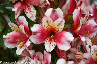 Alstroemeria Inca Sweety flowers in a garden.