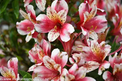 Very showy Alstroemeria Inca Sweety flowers.