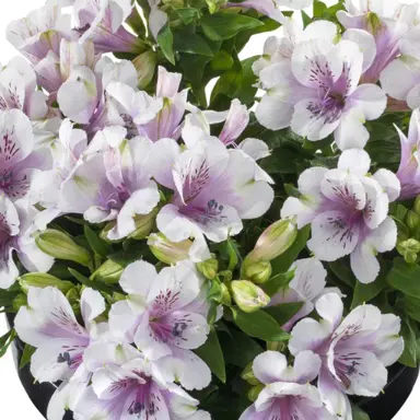 alstroemeria-inticancha-moon--1