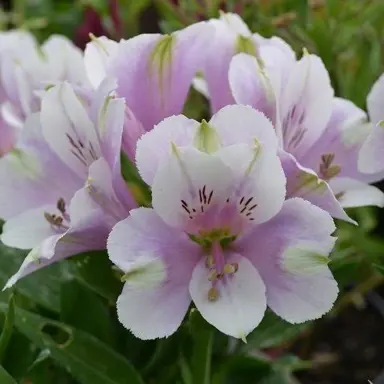 alstroemeria-inticancha-moon--2