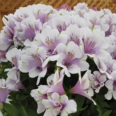 alstroemeria-inticancha-moon-