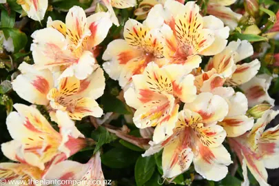 Alstroemeria Inticancha Sunset with orange and cream coloured flowers.