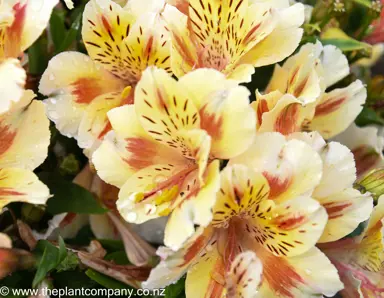 Alstroemeria Inticancha Sunset showcasing orange and cream coloured flowers.