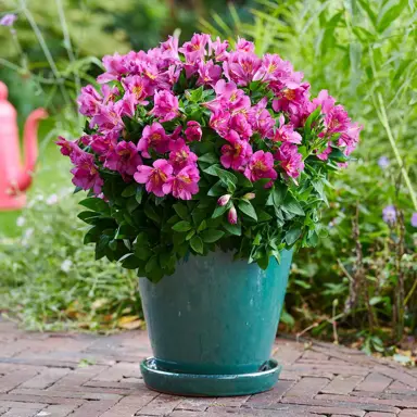 Alstroemeria 'Inticancha Sunstar' plant in a pot with pink flowers.