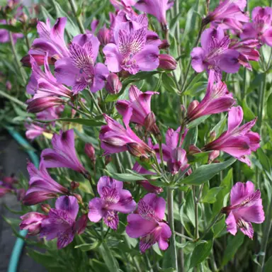 alstroemeria-lavender-lady-