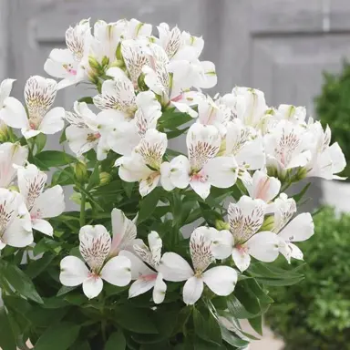 Alstroemeria 'Magic White' plants with elegant white flowers.