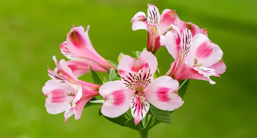 Alstroemeria 'Panorama' pink flowers.