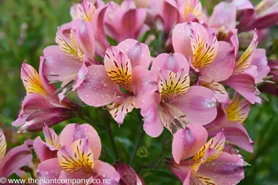 Alstroemeria Pink Star showcasing beautiful, pink flowers.