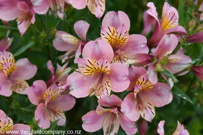 Alstroemeria Pink Star with pink and yellow flowers.