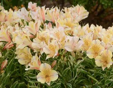 alstroemeria-princess-fabiana-