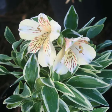 alstroemeria-princess-fabiana-2