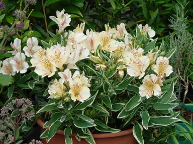 alstroemeria-princess-fabiana-4