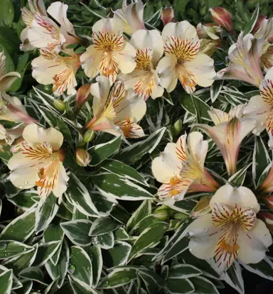 alstroemeria-princess-fabiana-7