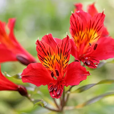 Alstroemeria 'Red Baron' red and yellow flowers.