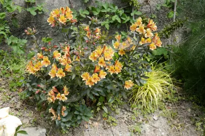 alstroemeria-summer-breeze-1