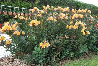 alstroemeria-summer-breeze-2