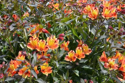 alstroemeria-summer-breeze-3