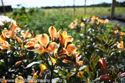 alstroemeria-summer-breeze-4