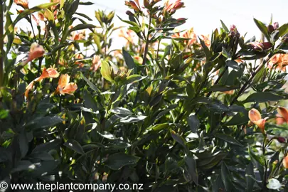 alstroemeria-summer-breeze-6