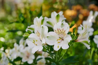 Alstroemeria 'Summer Ice' cream coloured flowers.